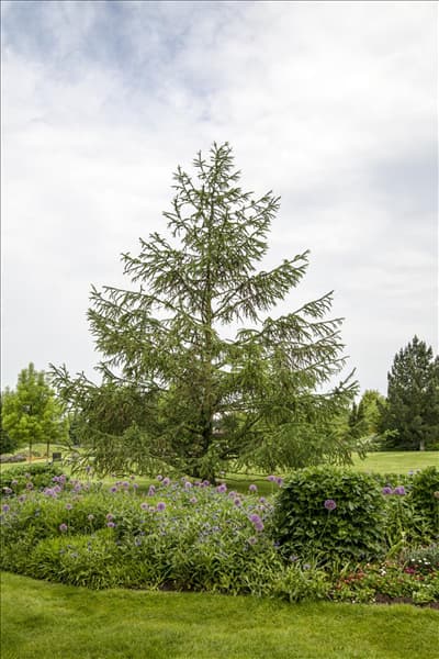 Larix decidua