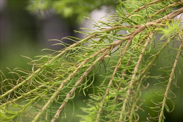 Larix decidua 'Puli'