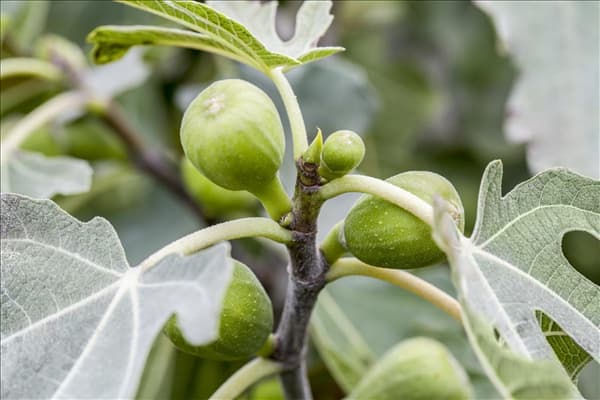 Ficus carica