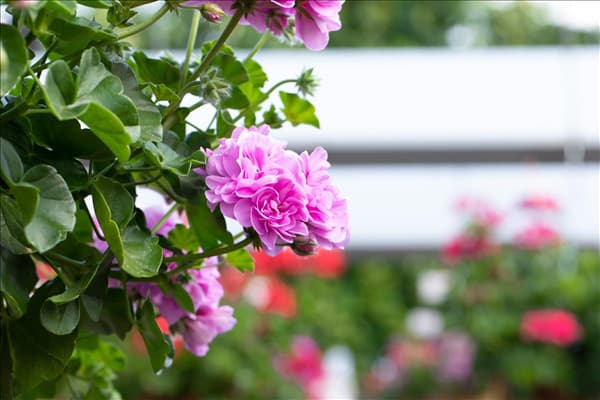 Pelargonium 'Great Balls of Fire'
