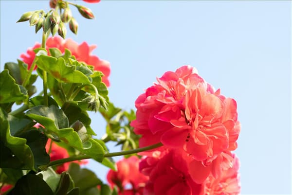 Pelargonium 'Great Balls of Fire'