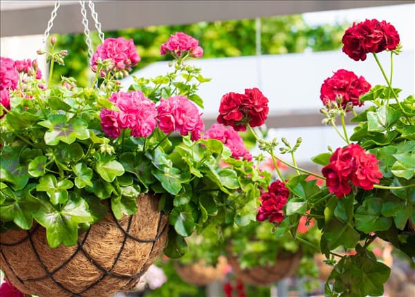 Pelargonium 'Great Balls of Fire'