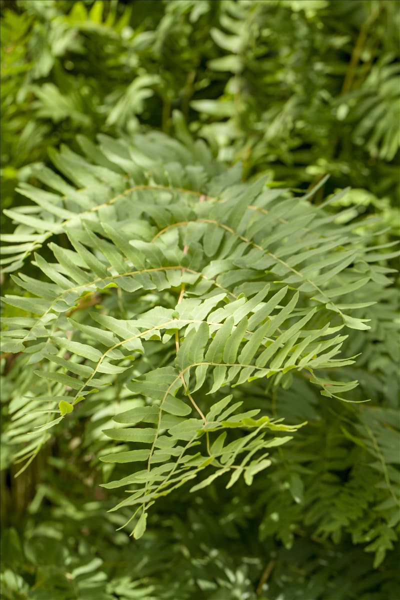 Osmunda regalis