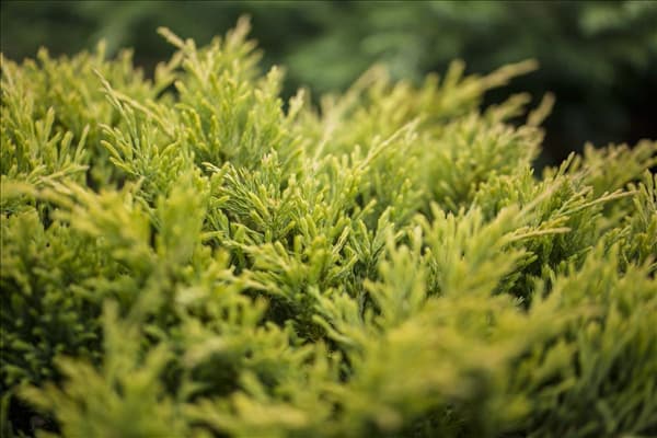 Juniperus horizontalis