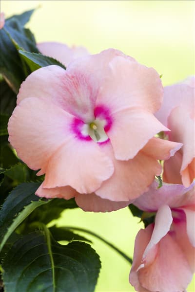 Impatiens neuguinea, lachsrosa