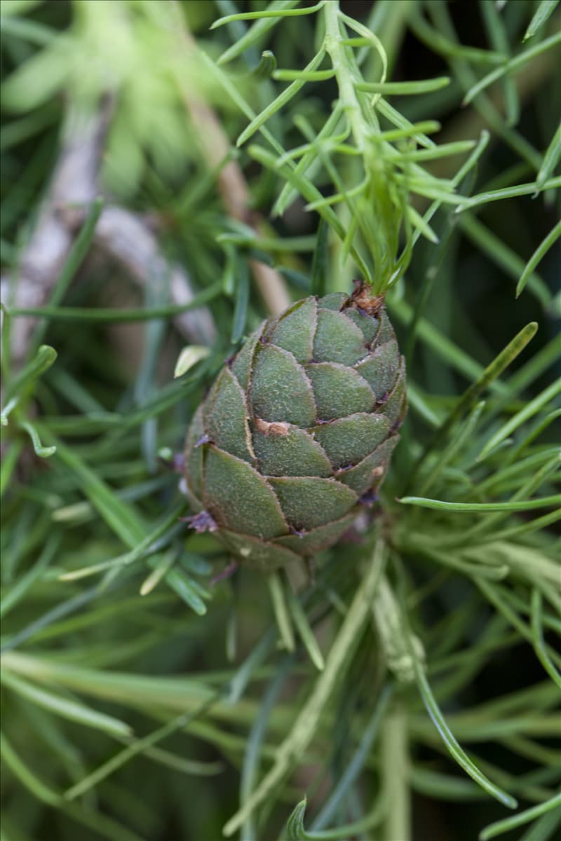 Larix kaempferi