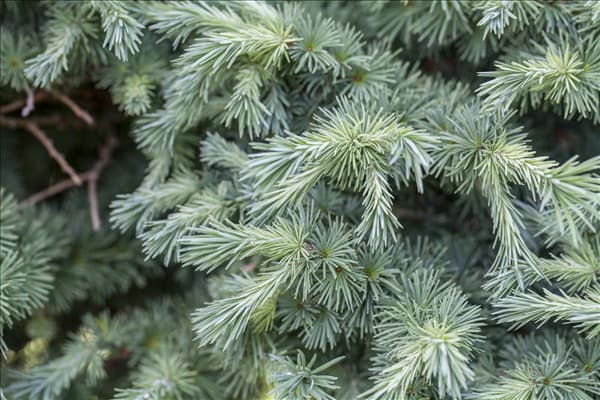 Larix kaempferi