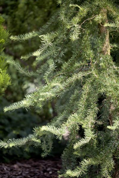 Larix kaempferi 'Diana'