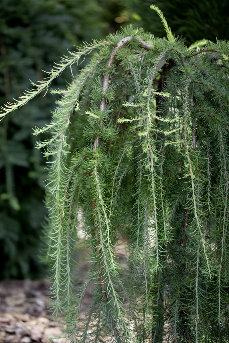 Larix kaempferi