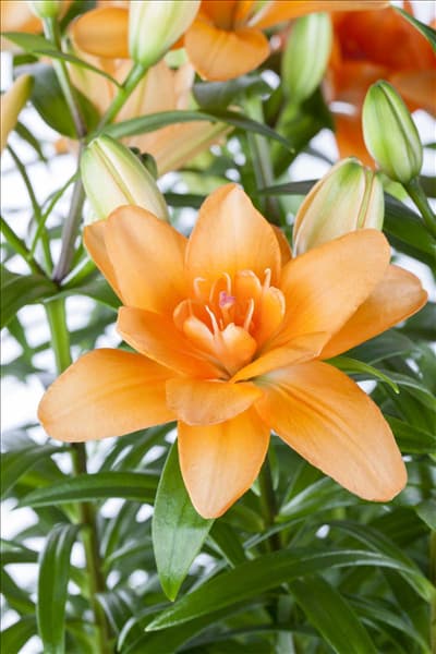 Lilium