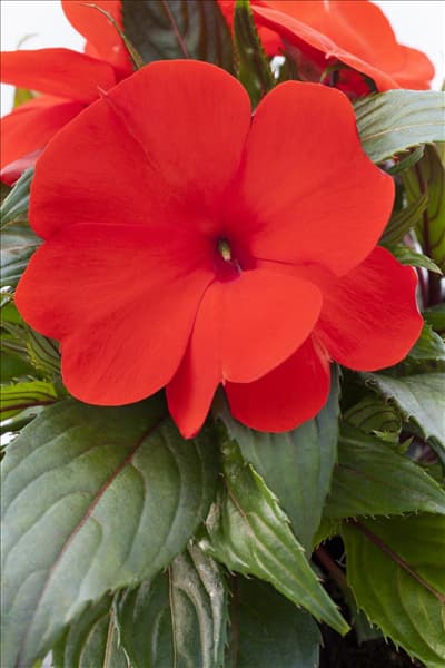 Impatiens neuguinea, rot