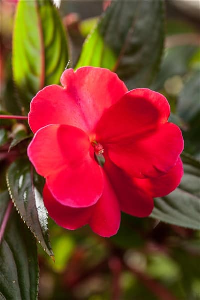 Impatiens neuguinea, rot