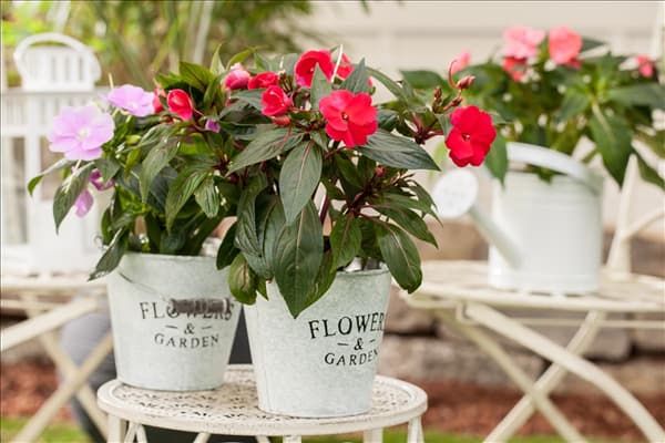 Impatiens neuguinea, rot
