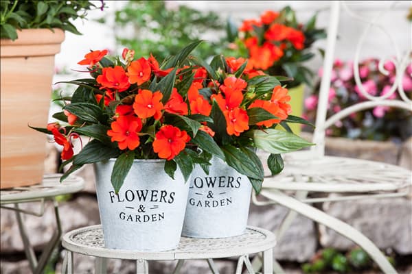 Impatiens neuguinea, rot