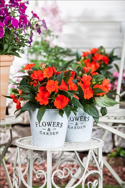 Impatiens neuguinea, rot