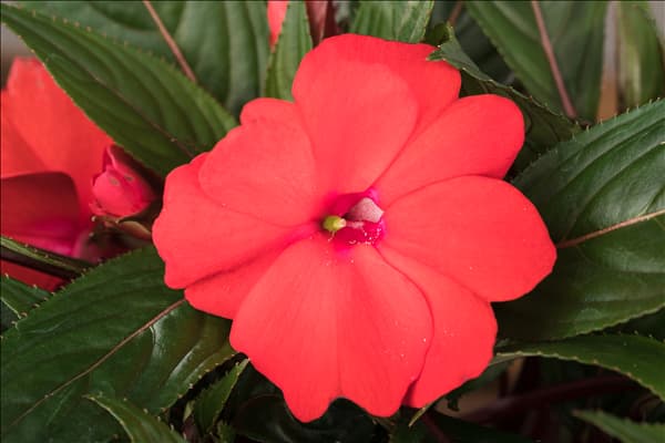 Impatiens neuguinea, rot