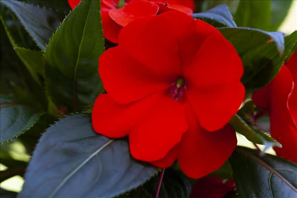 Impatiens neuguinea, rot