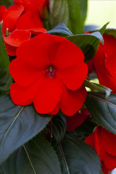 Impatiens neuguinea, rot