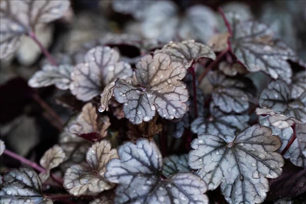 Heuchera 'Sugar Frosting'