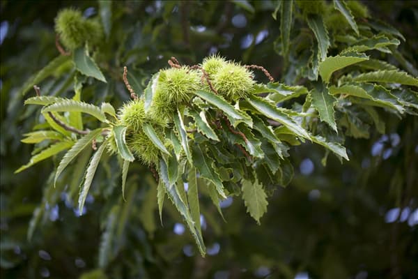 Castanea sativa