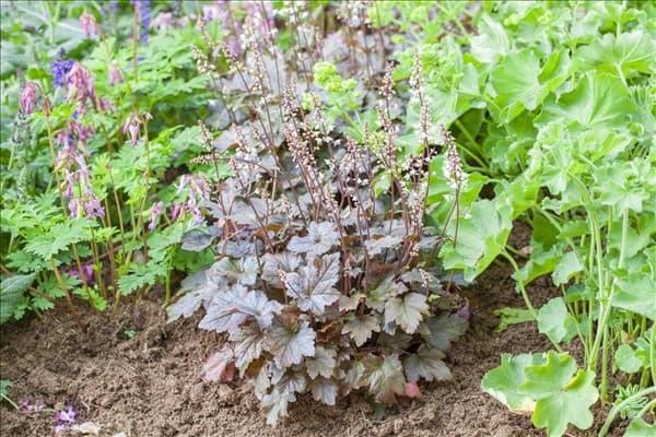 Heucherella