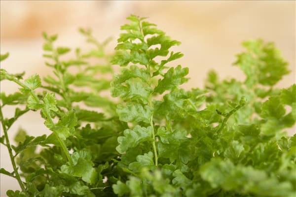 Nephrolepis exaltata