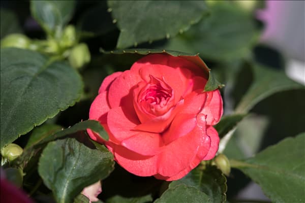Impatiens walleriana