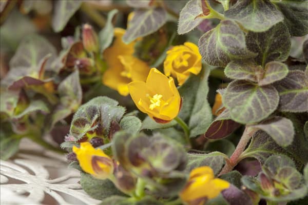 Lysimachia nummularia