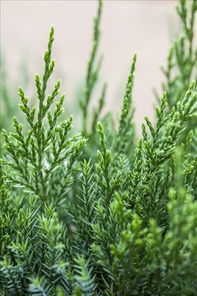 Juniperus x pfitzeriana 'Mint Julep'