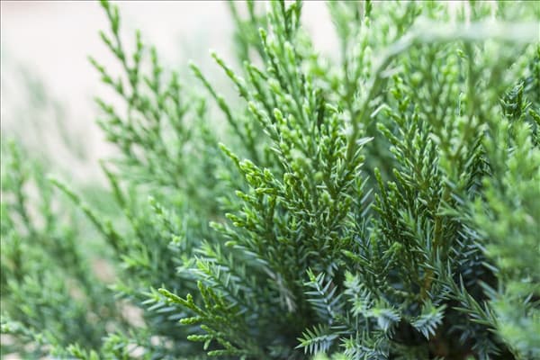 Juniperus x pfitzeriana 'Mint Julep'