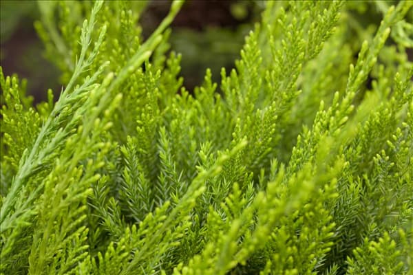 Juniperus x pfitzeriana 'Mint Julep'