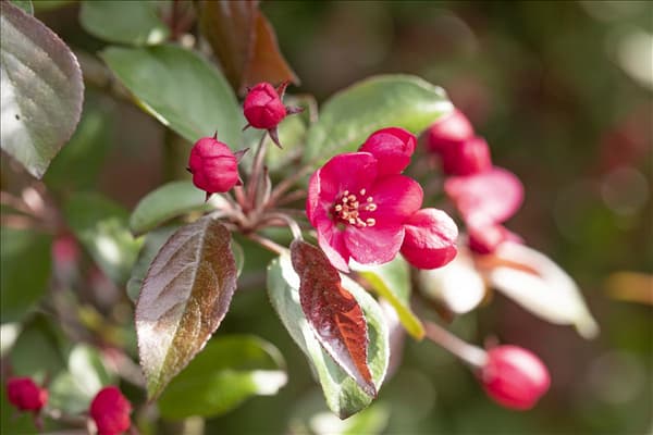 Malus 'Rudolph'