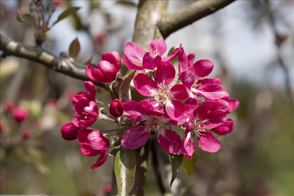 Malus 'Rudolph'