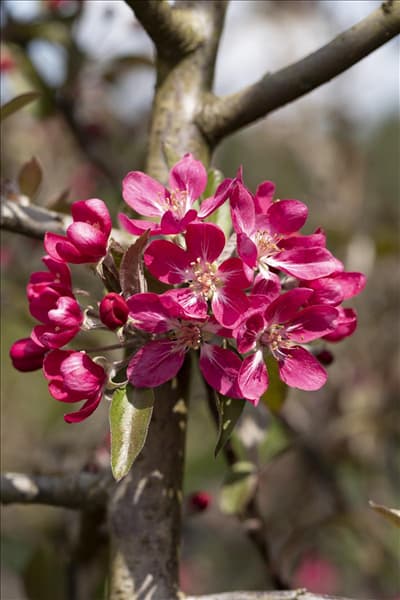 Malus 'Rudolph'