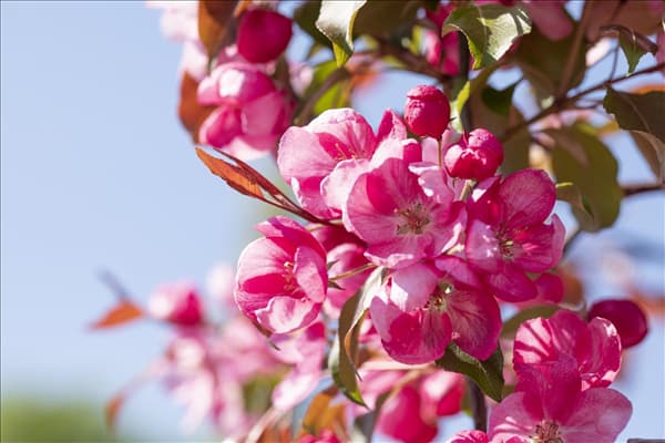 Malus 'Rudolph'