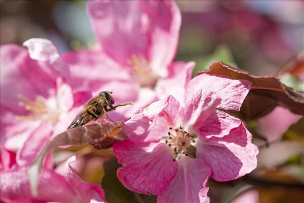 Malus 'Rudolph'