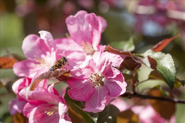 Malus 'Rudolph'