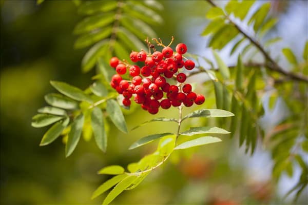 Sorbus aucuparia
