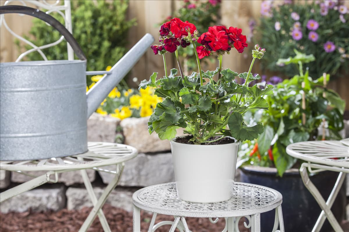 Pelargonium zonale