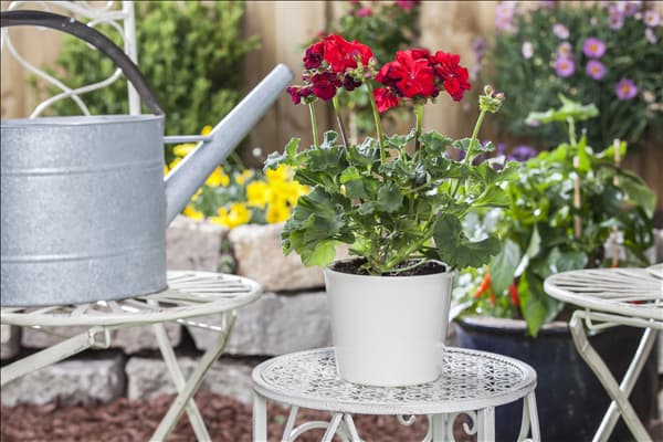 Pelargonium zonale