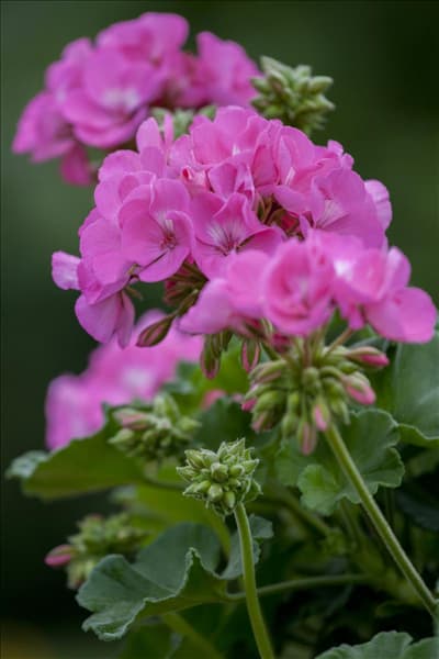 Pelargonium zonale