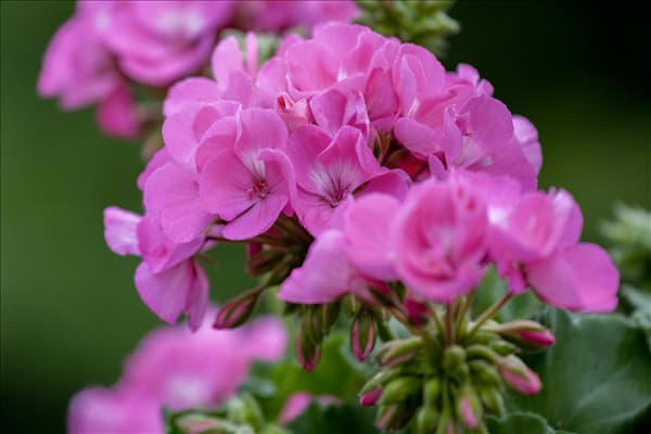 Pelargonium zonale