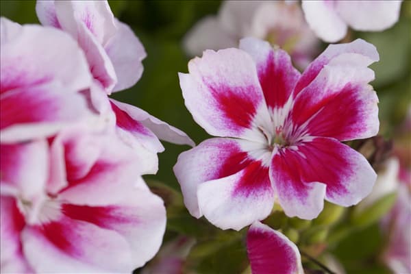 Pelargonium zonale