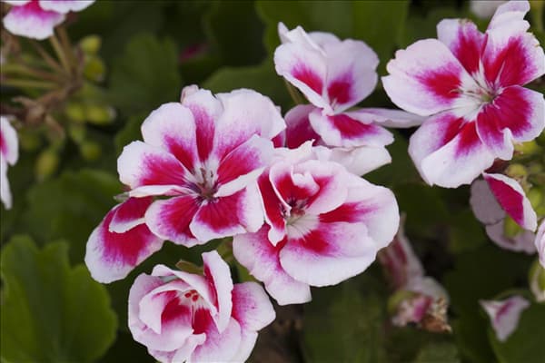 Pelargonium zonale
