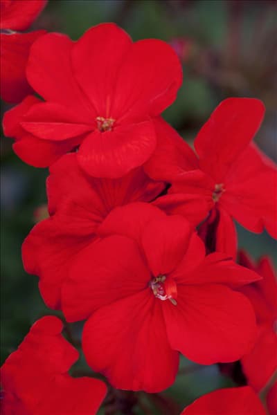 Pelargonium zonale