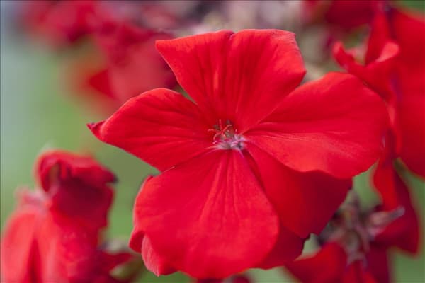 Pelargonium zonale