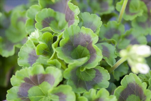 Pelargonium zonale