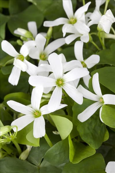 Oxalis triangularis