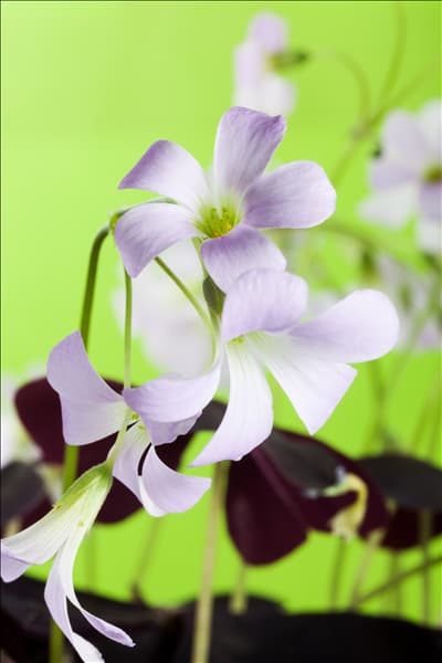 Oxalis triangularis