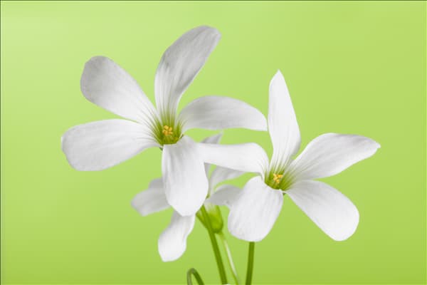 Oxalis triangularis